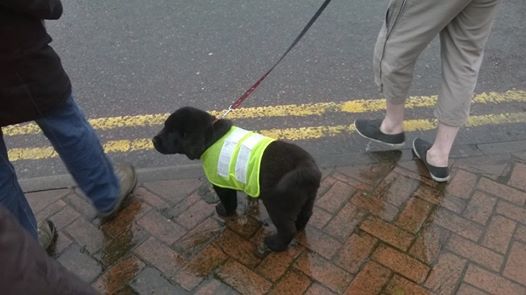 Attached picture Bertie 1st Walk.jpg